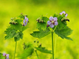 Flower, geranium, Violet