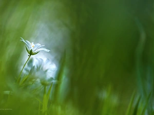 Flower, Cerastium, White