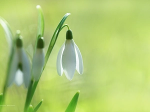Flower, Snowdrop, White