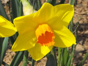 Yellow, Flower