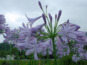 flowerbed, Flowers, agapanthus.