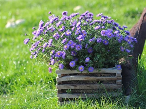 flowerbed, purple, Astra