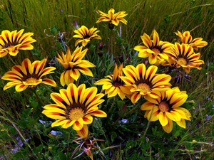 Flowers, Yellow, ##
