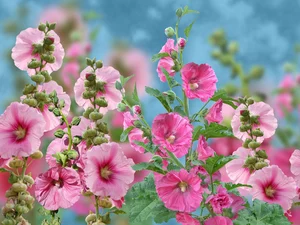 2D Graphics, Hollyhocks, Flowers