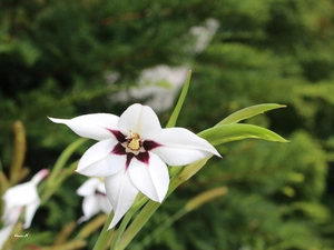 Acidanthera, White, Colourfull Flowers