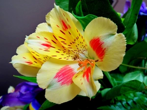 Alstroemeria, nature, Colourfull Flowers