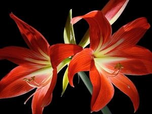Flowers, amaryllis