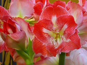 Flowers, amaryllis