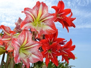 Flowers, amaryllis