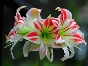 Flowers, amaryllis