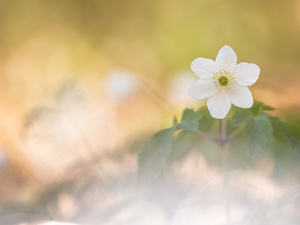 blurry background, Colourfull Flowers, Wood Anemone