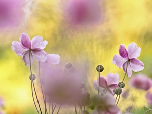 Pink, Anemone Hupehensis, Flowers