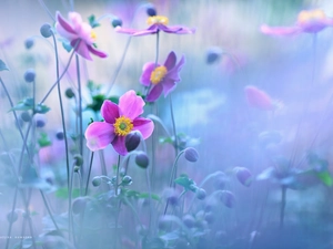 purple, Anemone Hupehensis, Flowers