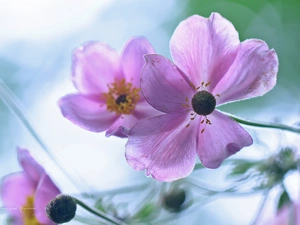 Anemones, purple, Flowers, Japanese