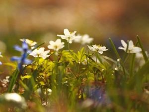 Flowers, White, Anemones