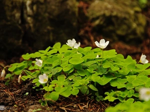 Flowers, White, Anemones