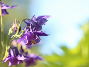 Colourfull Flowers, Aquilegia Vulgaris, lilac