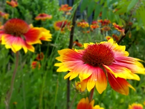 Flowers, gaillardia aristata