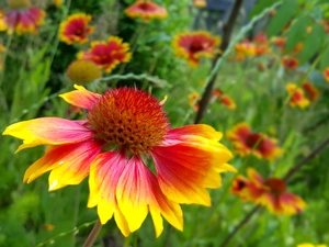 Flowers, gaillardia aristata