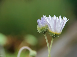 Arktotis, Flowers