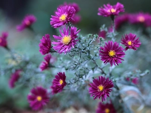 Flowers, claret, Aster