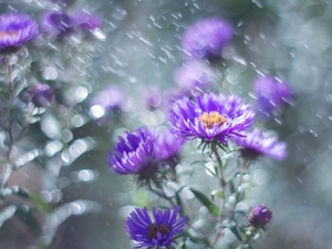 Flowers, purple, Aster