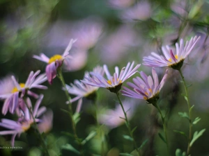 Flowers, purple, Astra