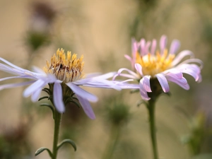 Flowers, purple, Astra