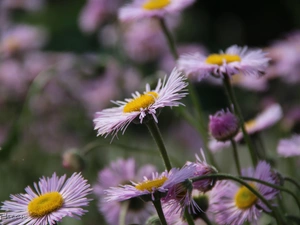 Flowers, purple, Astra