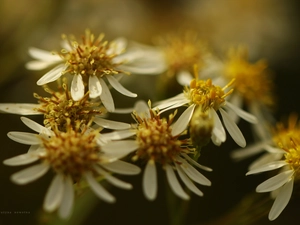 Flowers, White, Astra