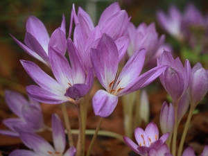 lilac, Flowers, Autumn, crocuses, colchicums