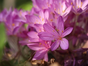 Pink, Flowers, Autumn, crocuses, colchicums