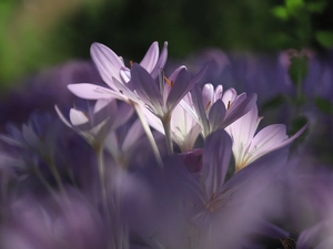 purple, Flowers, Autumn, crocuses, colchicums