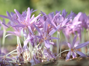 Flowers, colchicums, Autumn