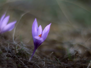 Autumn Crocus, purple, Flowers