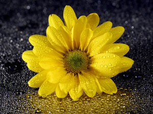 drops, Dark Background, chrysanthemum, Yellow Honda, Colourfull Flowers