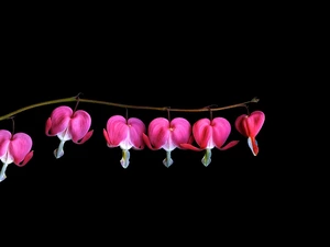 Colourfull Flowers, background, Black, hearts