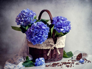 flowers, hydrangea, full, Blue, basket