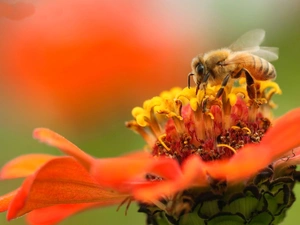 bee, Orange, Colourfull Flowers