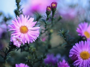 Flowers, Aster, Beetle