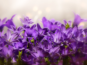 Flowers, Dalmatian bellflower