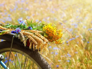 corn, Summer, Bike, flowers, bunch, oat, Field