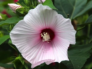 bindweed, leaves, Buds, Flowers