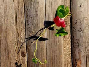 Fance, boarding, Colourfull Flowers, climber, bindweed