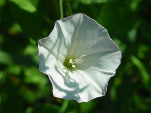 bindweed, nature, Colourfull Flowers