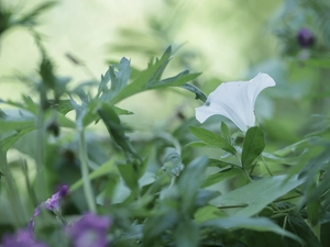 bindweed, White, Colourfull Flowers