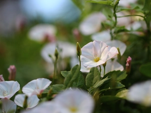 Flowers, bindweed