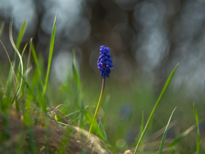 Colourfull Flowers, blades, grass, Muscari