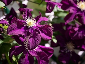 bloom, Clematis, purple, Flowers