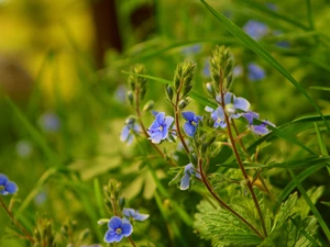 grass, blurry background, Flowers, speedwell, Blue